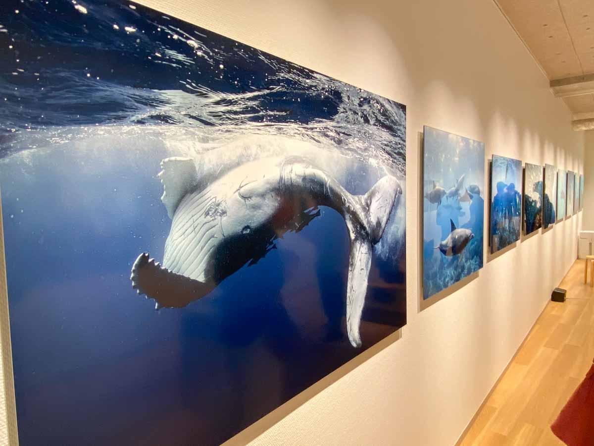 【写真家紹介】水中写真家 高橋 怜子さんにお会いしてきました!!【 ALICE in WONDER SEA】