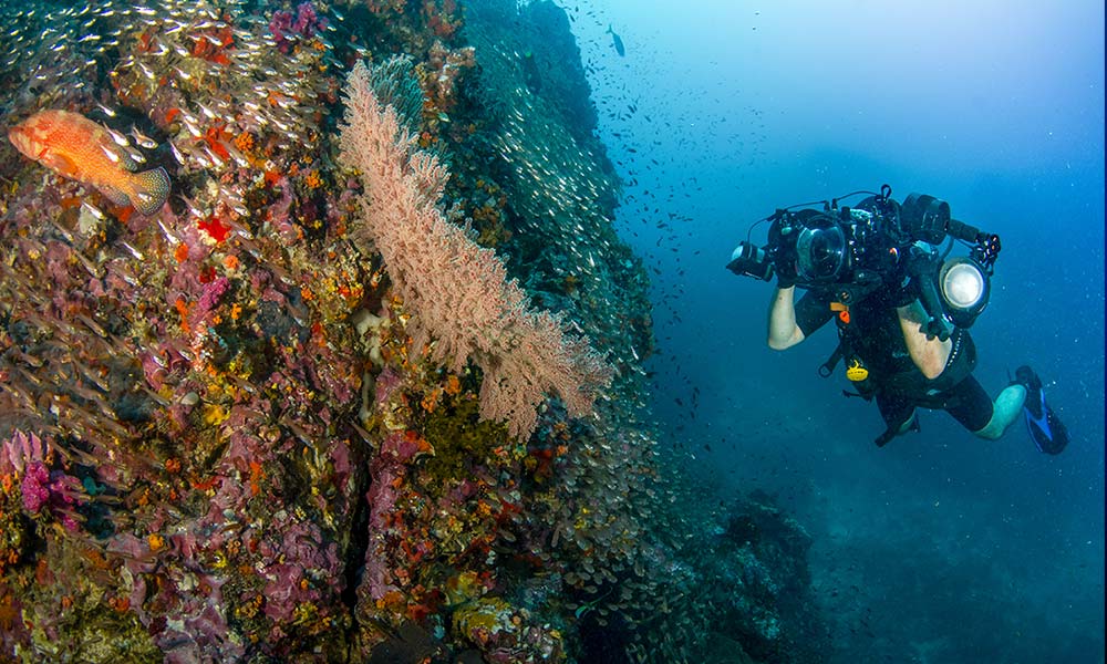 【初級】水中写真の始め方を徹底解説!!種類やおすすめ機種を紹介②【水中コンデジ,水中一眼レフ】