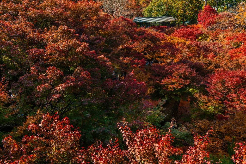 【国内旅行】絶対間違いない!!京都・紅葉おすすめ写真スポット ベスト5【Go To, 旅写真,まとめ】