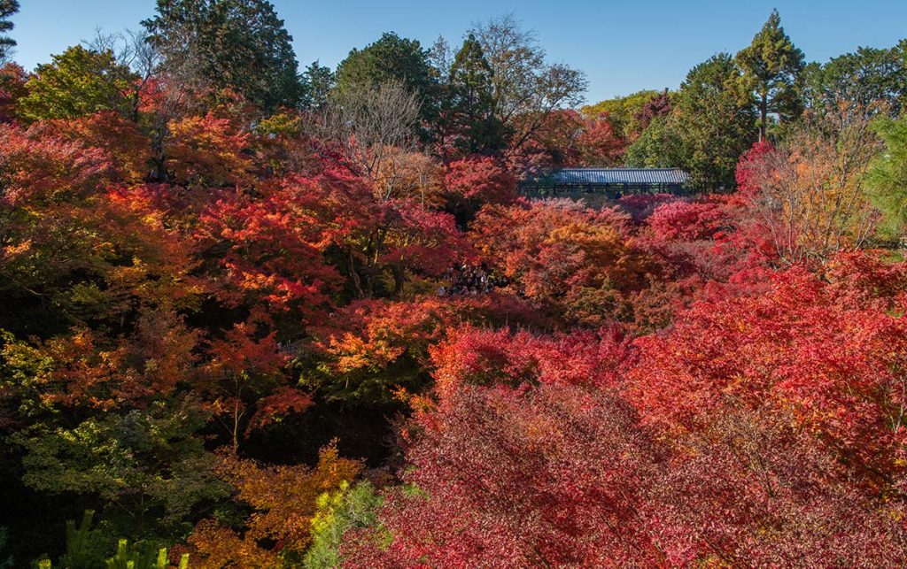 【国内旅行】絶対間違いない!!京都・紅葉おすすめ写真スポット ベスト5【Go To, 旅写真,まとめ】