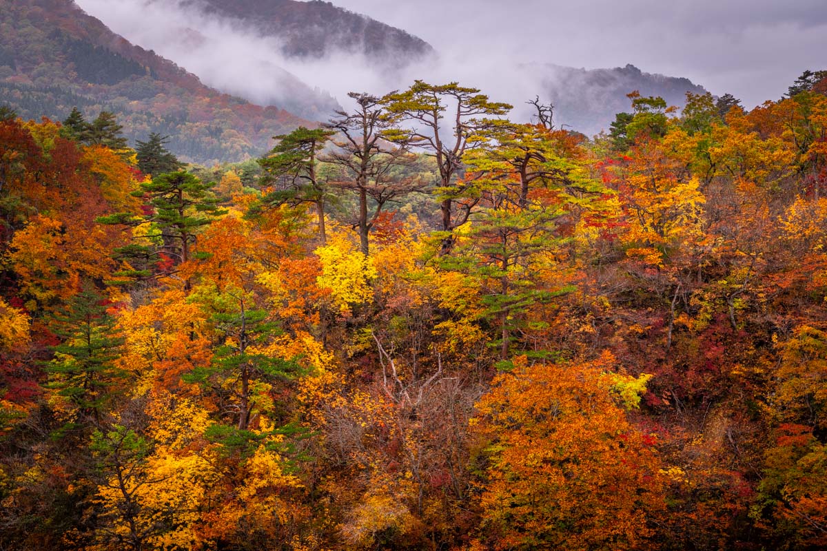 【国内旅行】宮城最強の紅葉・鳴子温泉郷(鳴子峡)に行ってみた【Go To, 旅写真】