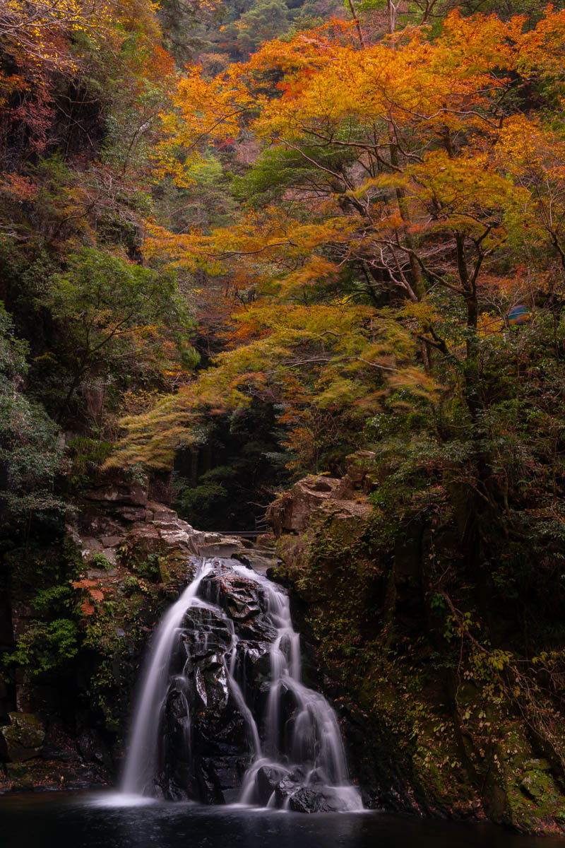 【国内旅行】三重にこんな素敵スポットが!!紅葉・赤目四十八滝に行ってみた【Go To, 旅写真】